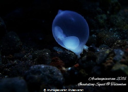 Incubating Squid, alone in the sea.
#Tulamben
Sept. 201... by Arulnageswaran Aruleswaran 